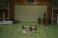 zur Diashow